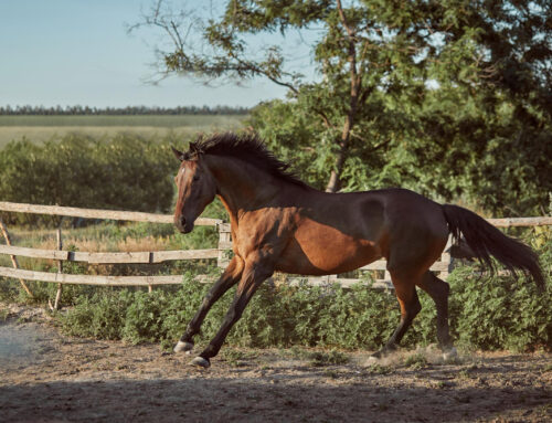 Equitop myoplast avis et test : rendre son cheval plus compétitif