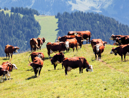 Combien de vache sur 1 hectare : optimiser sa surface