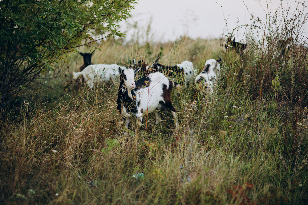 chèvres dans un champ